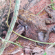 A kukri snake going about its deadly work.